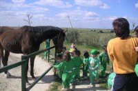 /album/fotogaleria/caballo-jpg/
